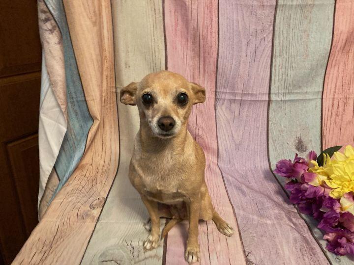 Enlarge Flower, a Adopted mixed breed in Bakersfield, CA image 1/6