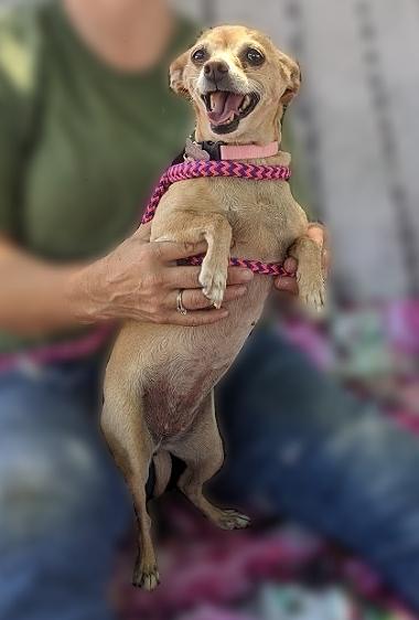 Enlarge Flower, a Adopted mixed breed in Bakersfield, CA image 5/6