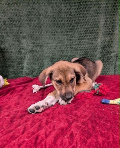 Enlarge Andy , a ADOPTABLE mixed breed in Cleburne, TX image 2/2