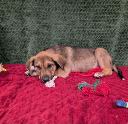 Enlarge Andy , a ADOPTABLE mixed breed in Cleburne, TX image 1/2