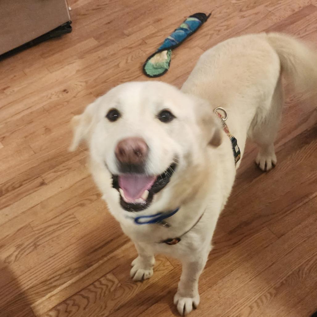 Rollie, Adoptable, Adult Male Yellow Labrador Retriever & Mixed Breed.