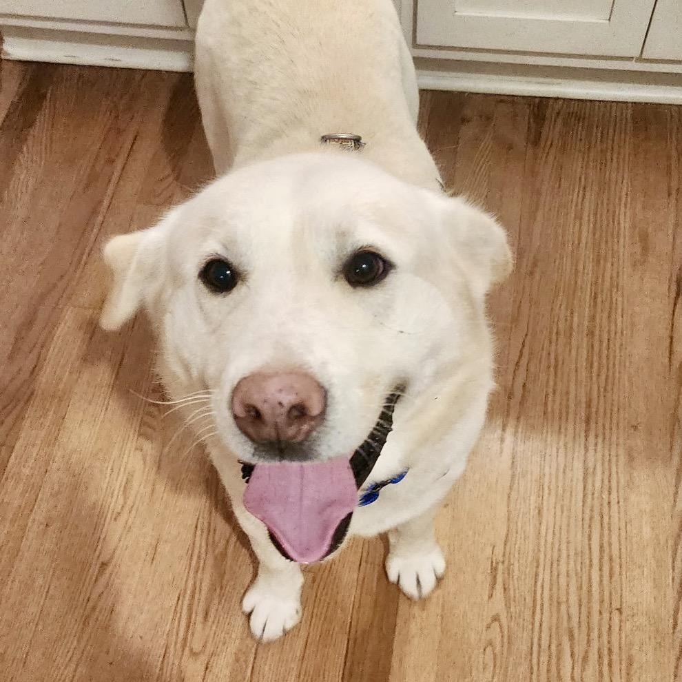 Enlarge Rollie, a Adoptable mixed breed in Peculiar, MO image 3/6