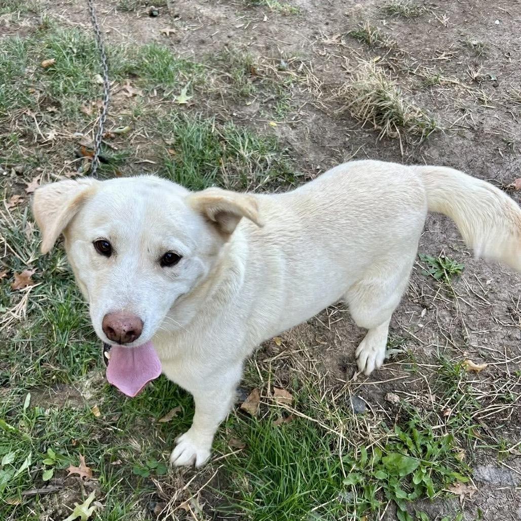 Enlarge Rollie, a Adoptable mixed breed in Peculiar, MO image 5/6
