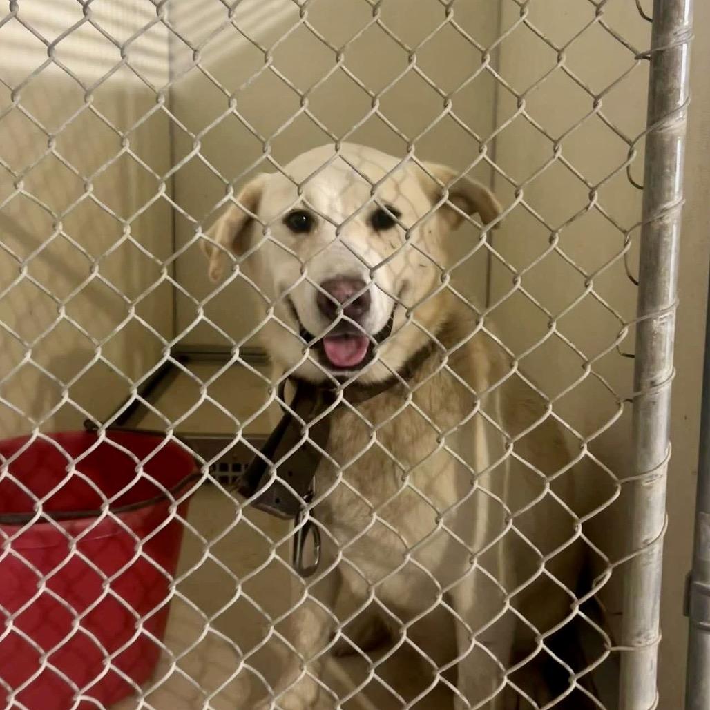 Enlarge Rollie, a Adoptable mixed breed in Peculiar, MO image 6/6