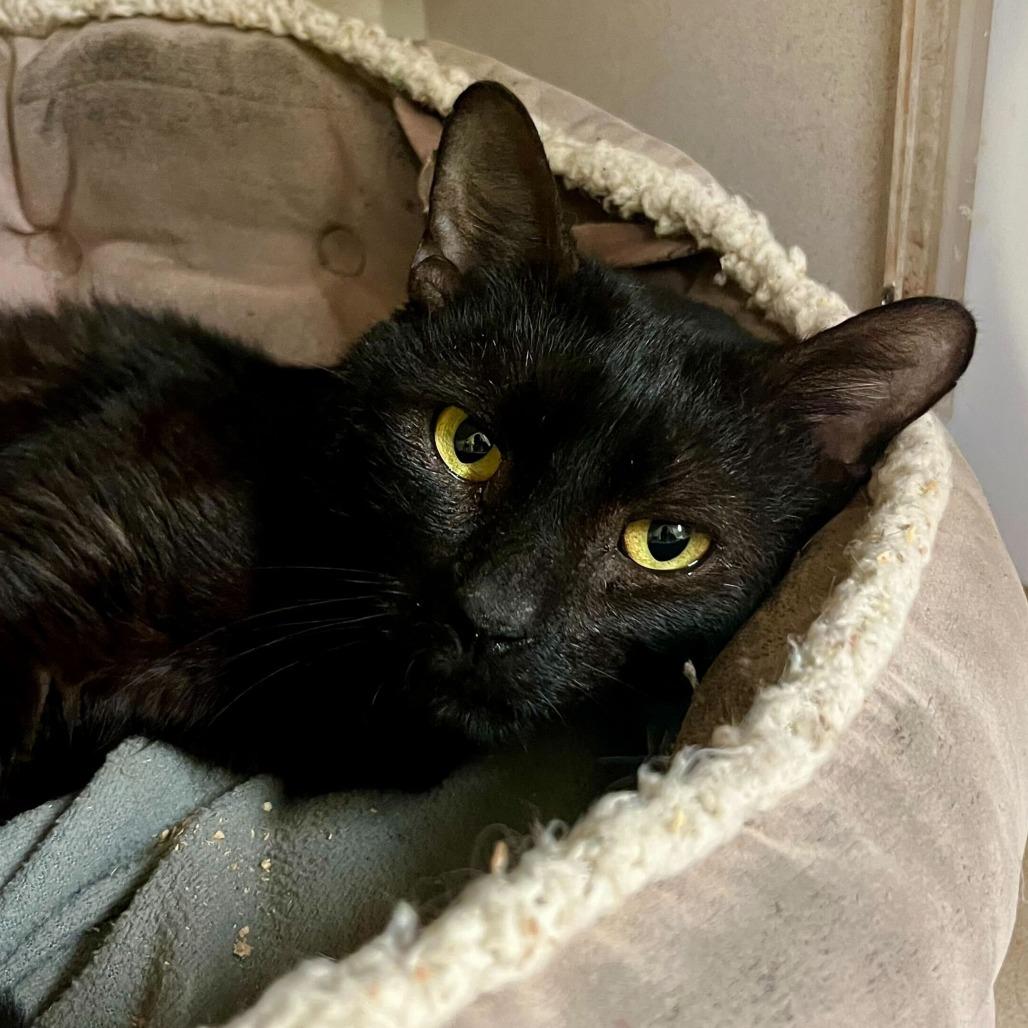 Buckley, Adoptable, Adult Male Domestic Medium Hair.