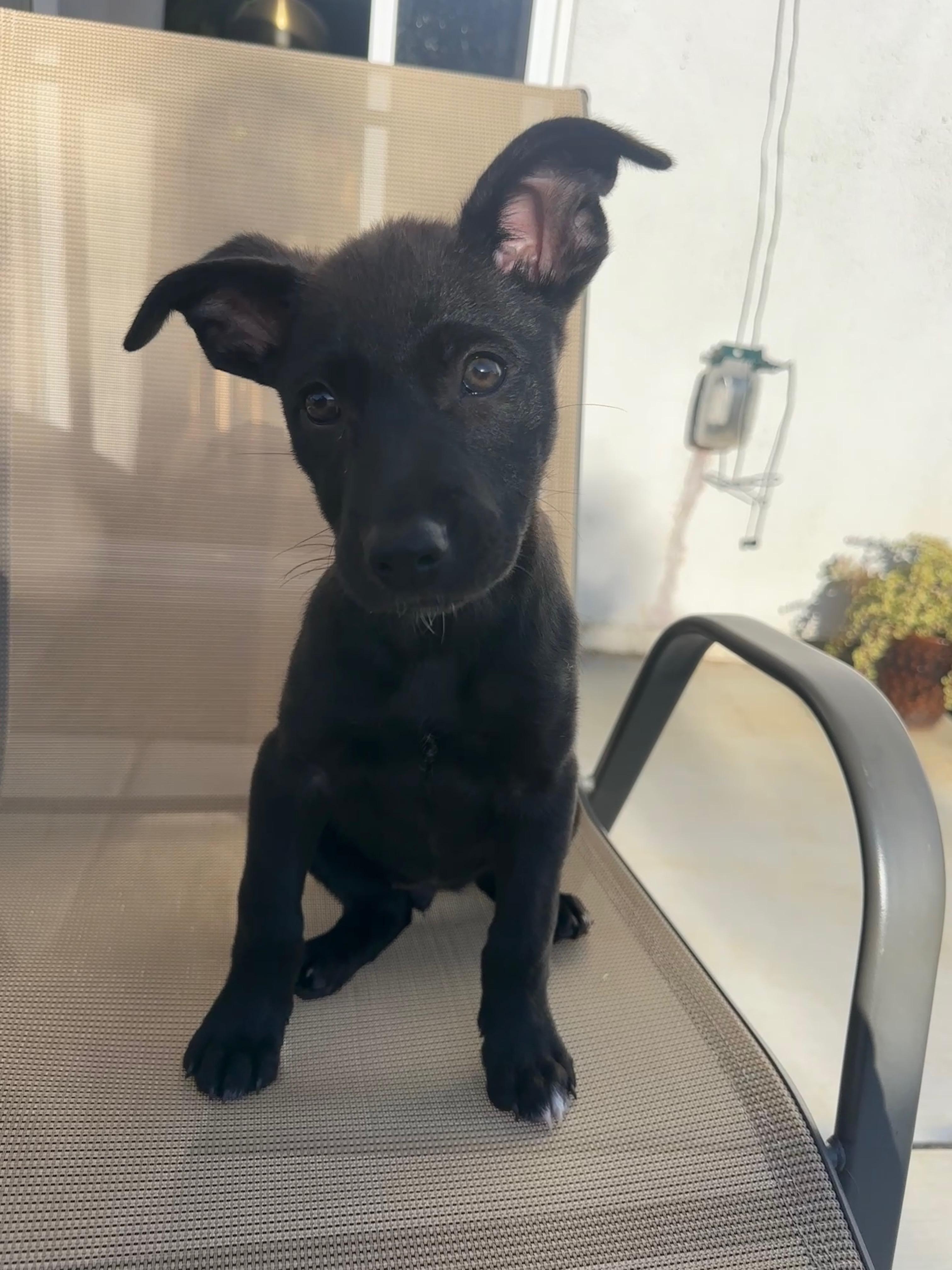 Luna, ADOPTABLE, Young Female Shepherd.