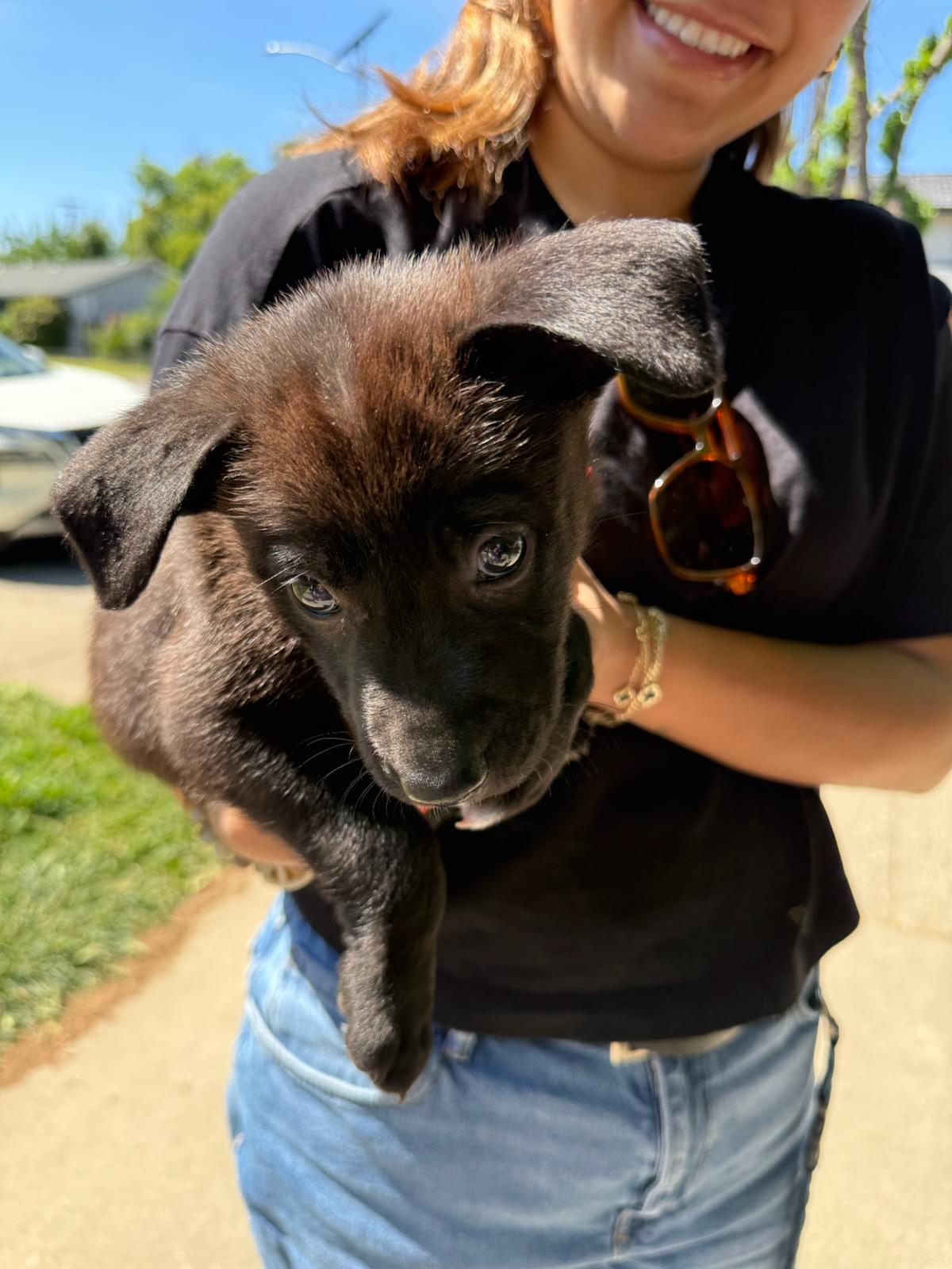 Luna, a ADOPTABLE mixed breed in Rocklin , CA image 2/5