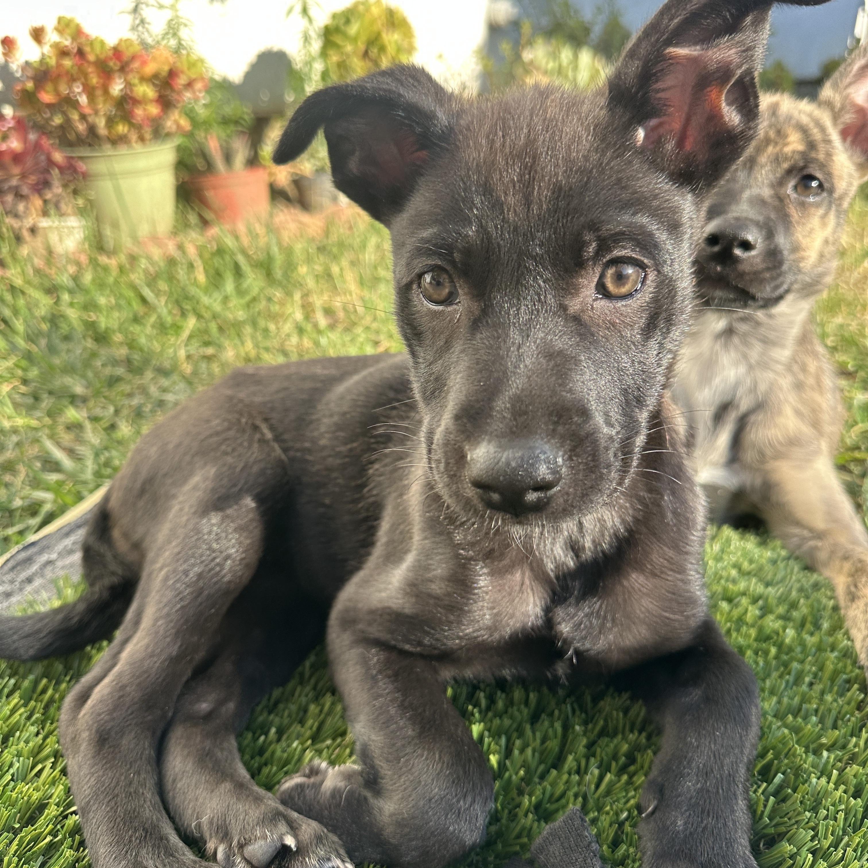 Luna, a ADOPTABLE mixed breed in Rocklin , CA image 4/5