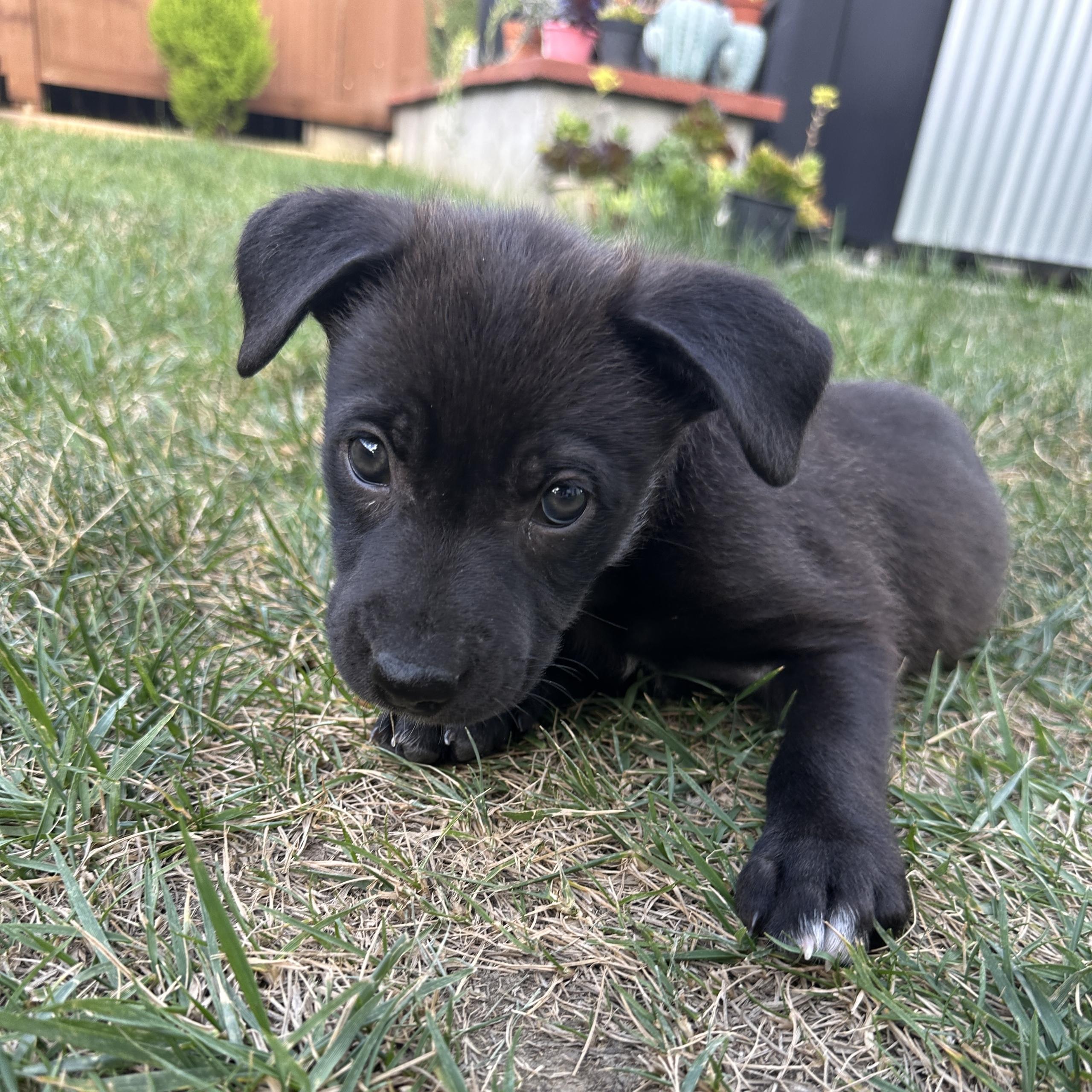 Luna, a ADOPTABLE mixed breed in Rocklin , CA image 3/5