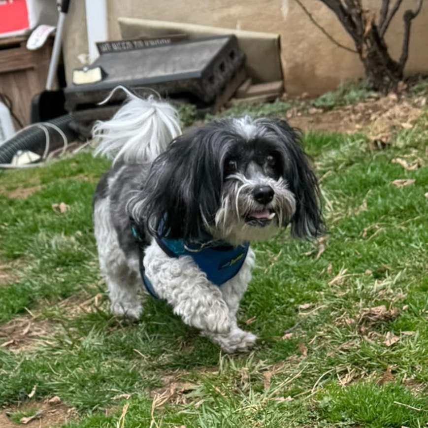 Remi, an adoptable Havanese in Rockville, MD image 5/6