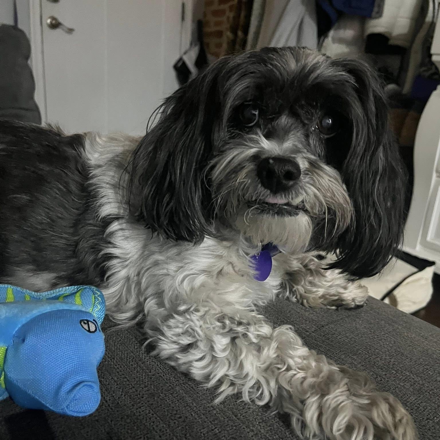 Enlarge Remi, an adopted Havanese in Rockville, MD image 6/6