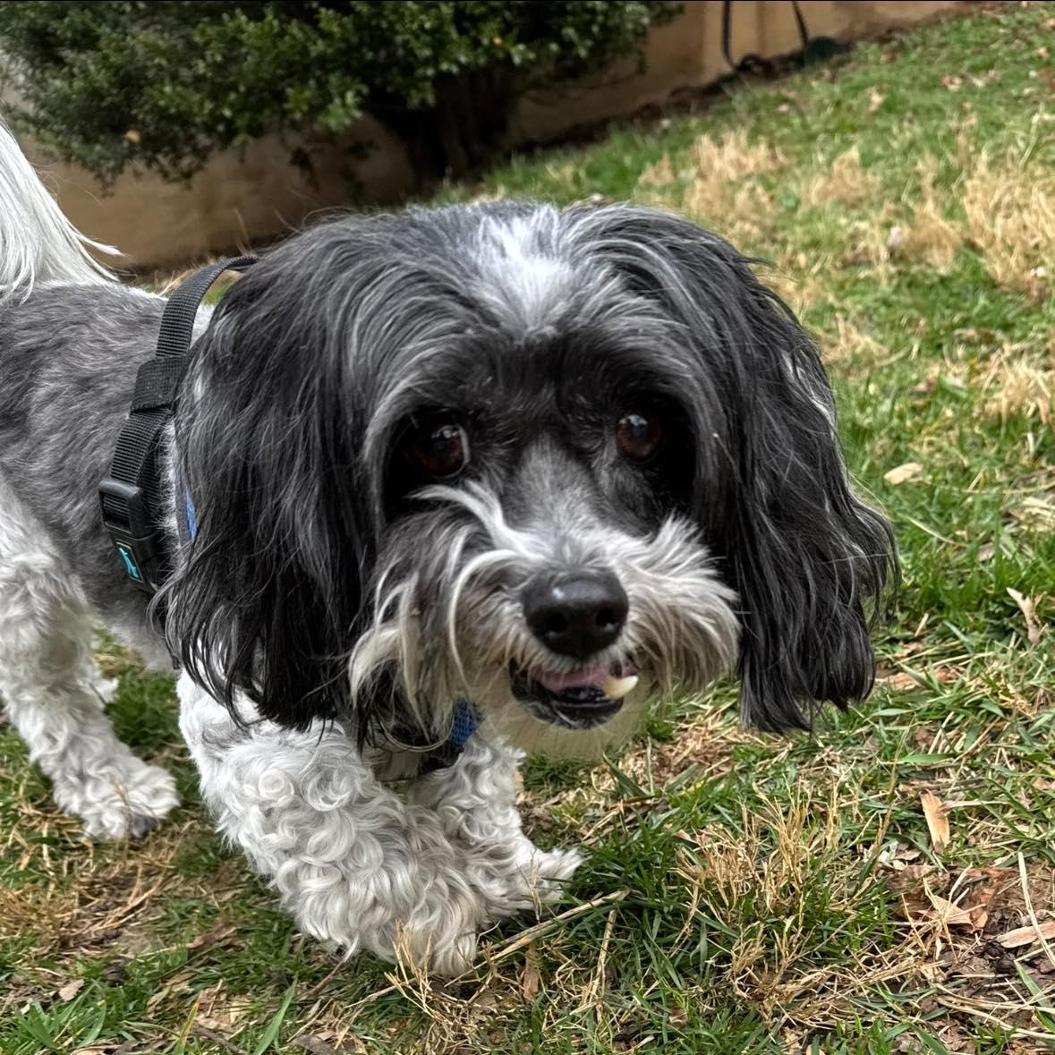 Remi, an adoptable Havanese in Rockville, MD image 2/6