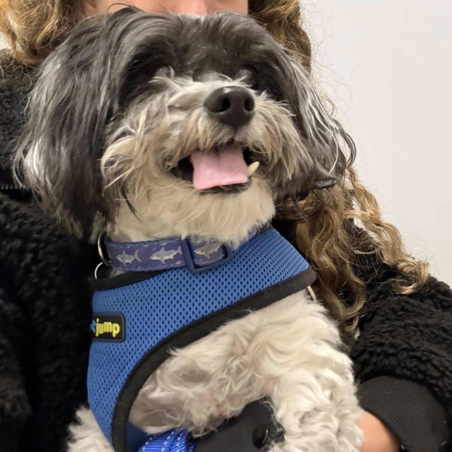 Remi, an adoptable Havanese in Rockville, MD image 3/6