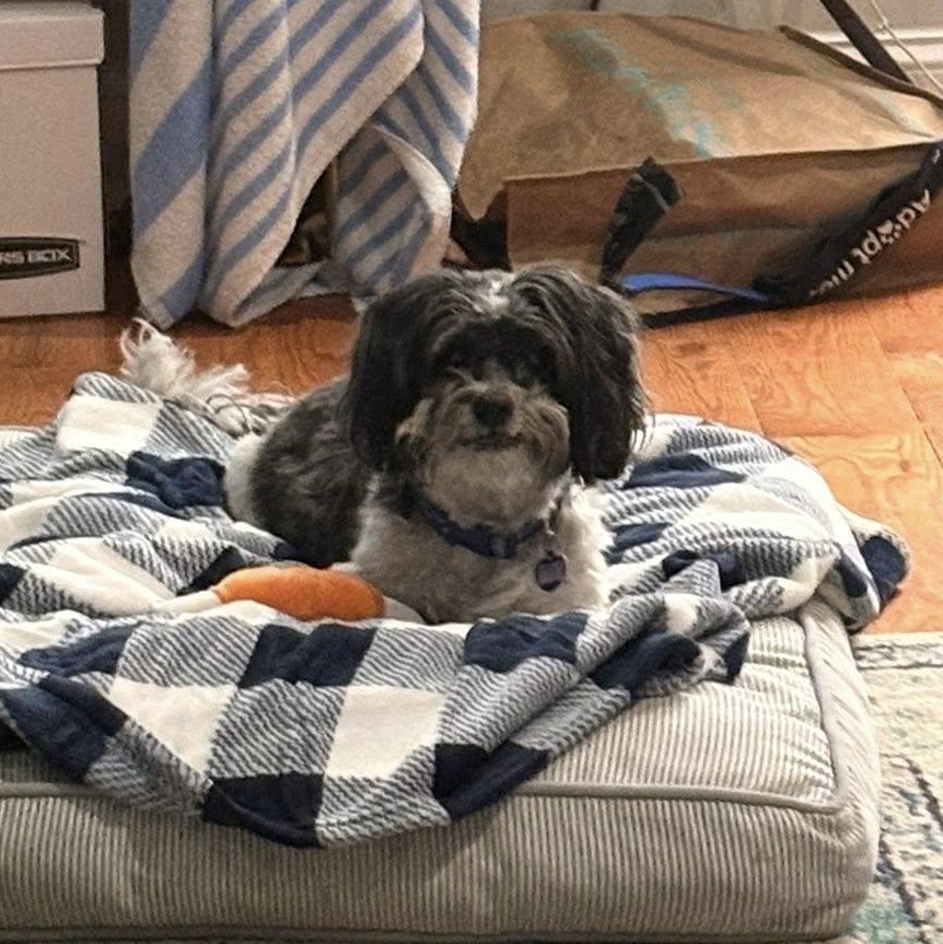 Remi, an adoptable Havanese in Rockville, MD image 6/6