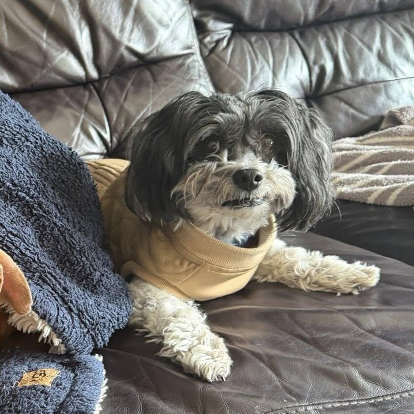 Remi, an adoptable Havanese in Rockville, MD image 4/6