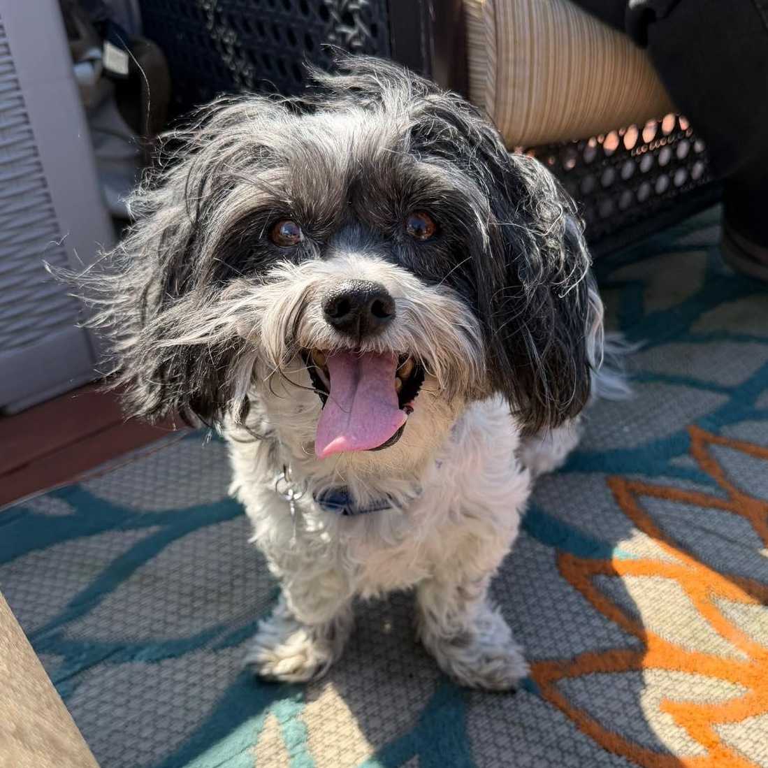 Enlarge Remi, an adopted Havanese in Rockville, MD image 1/6