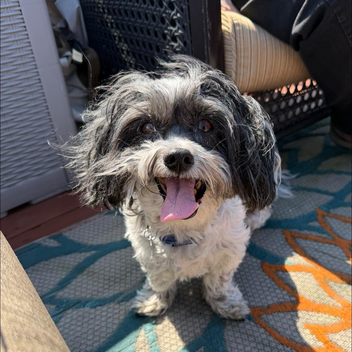 Remi, an adoptable Havanese in Rockville, MD image 1/6