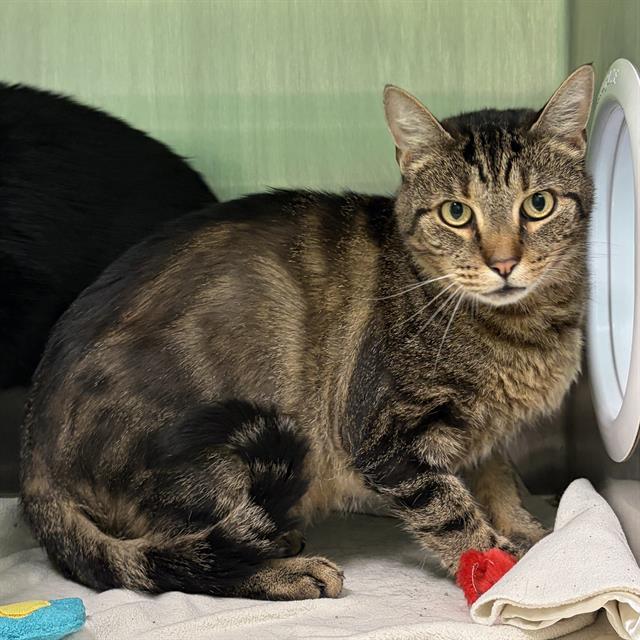 KIT KAT, Adoptable, Adult Male Domestic Short Hair.