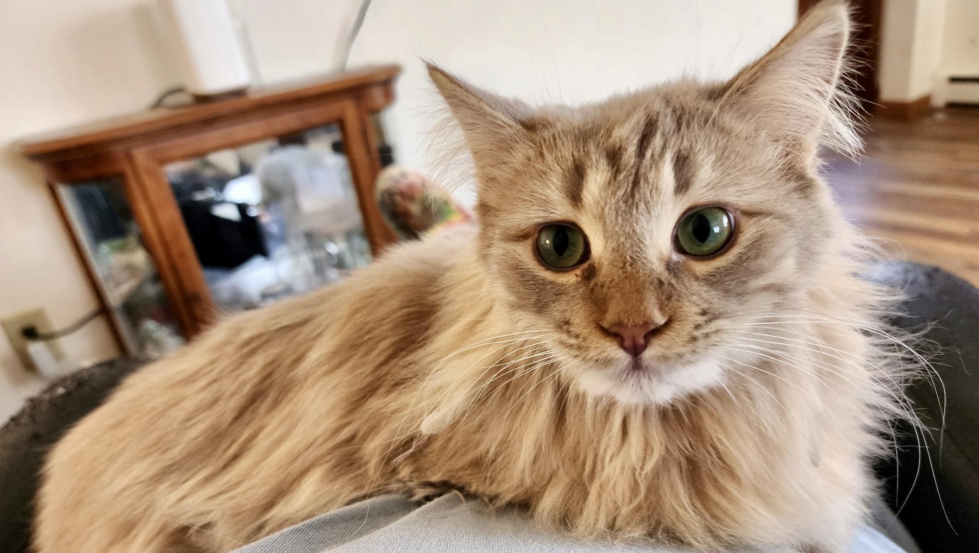 Sardine, an adopted Domestic Long Hair in Vernon Hills, IL image 1/3