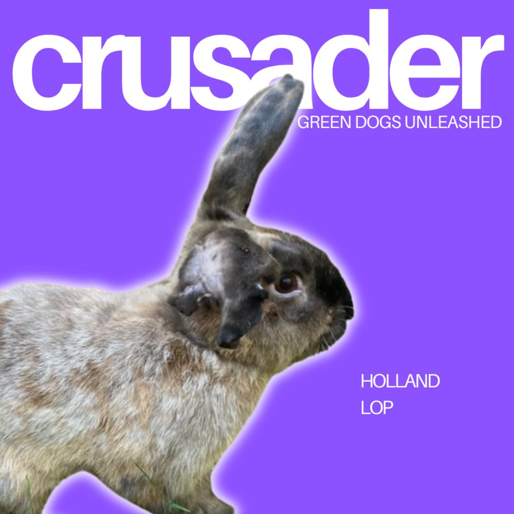 Enlarge Crusader, a Adoptable mixed breed in Troy, VA image 1/6