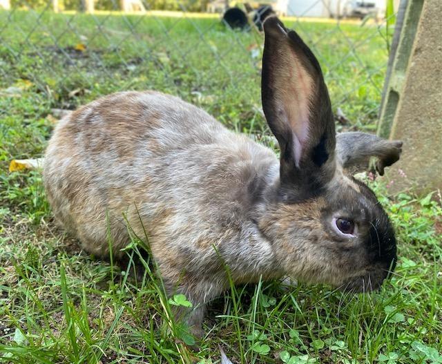 Crusader, Adoptable, Young Male Lop Eared.