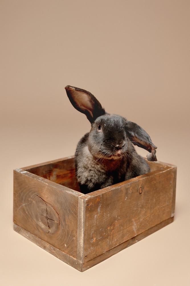 Crusader, Adoptable, Young Male Lop Eared.
