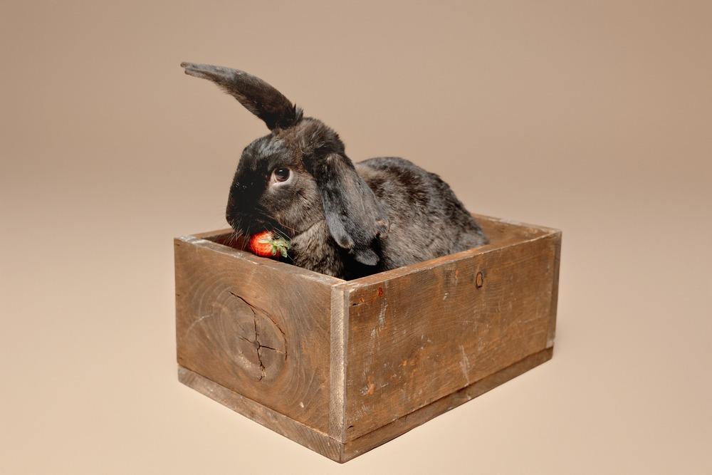 Enlarge Crusader, a Adoptable mixed breed in Troy, VA image 4/6