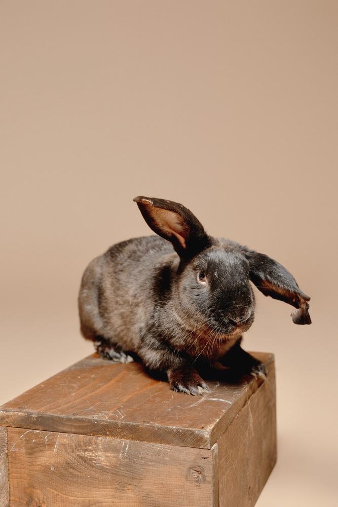 Enlarge Crusader, a Adoptable mixed breed in Troy, VA image 5/6