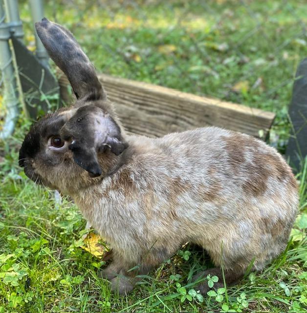 Enlarge Crusader, a Adoptable mixed breed in Troy, VA image 6/6
