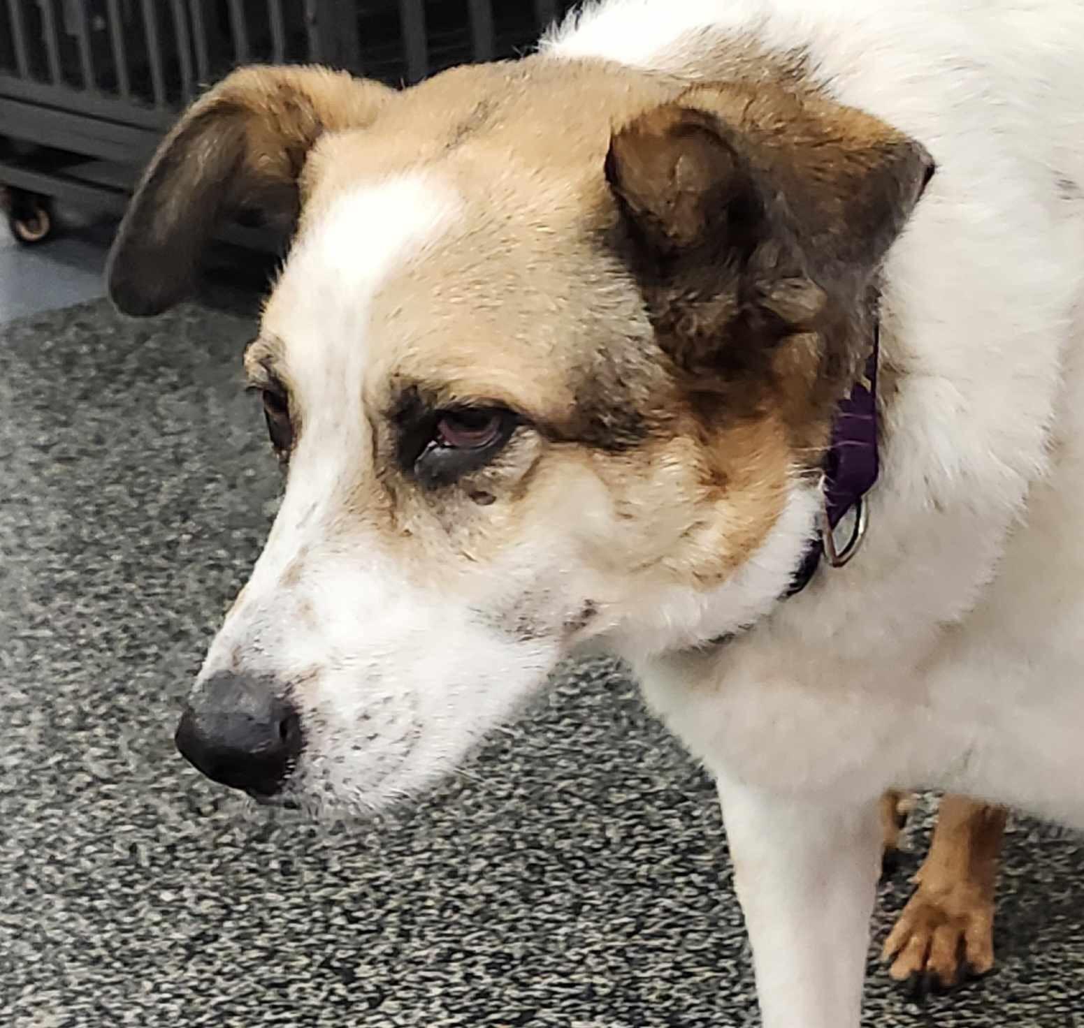 Sky, Adoptable, Adult Male Collie & Sheep Dog.