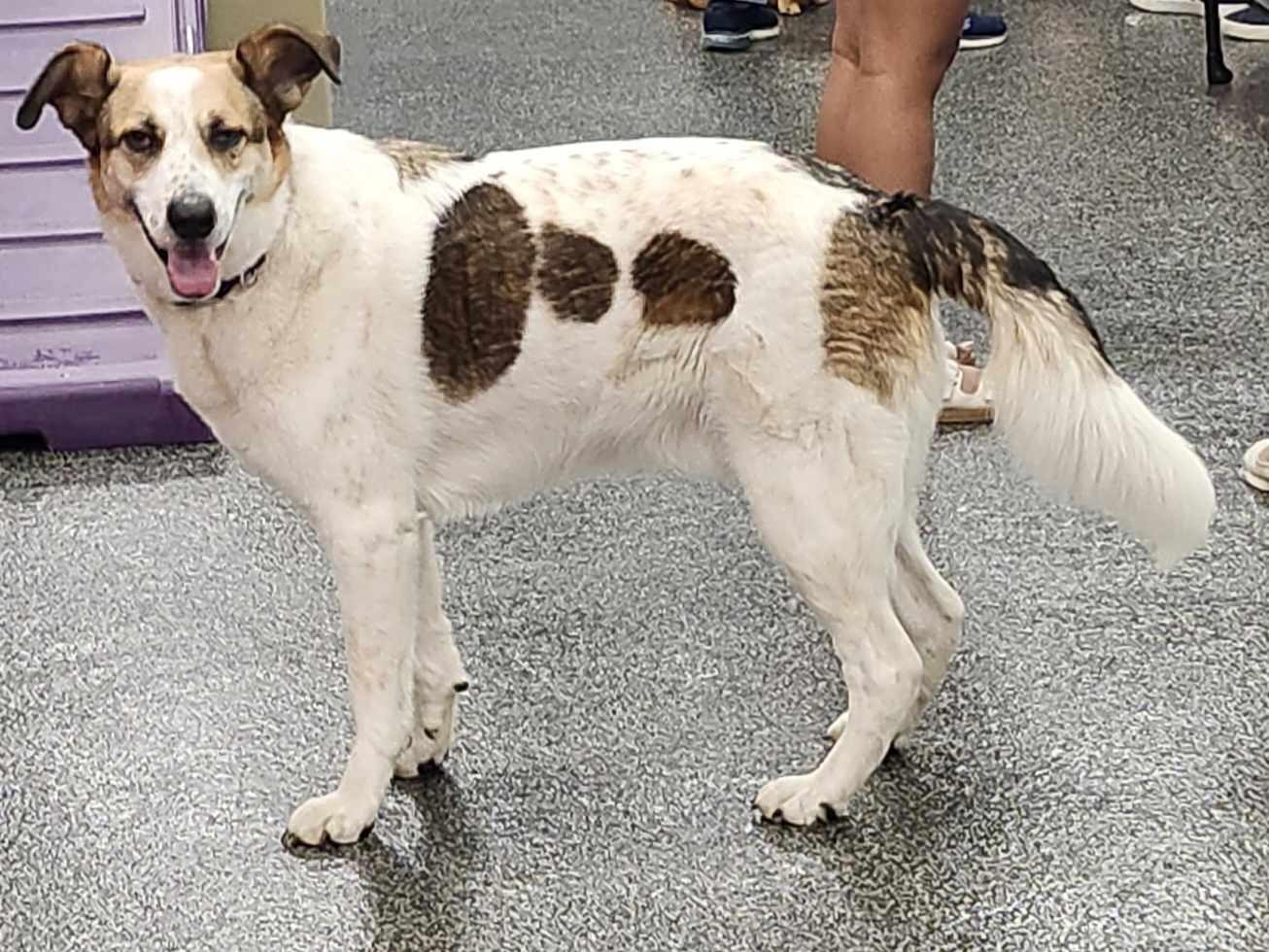 Enlarge Sky, a Adoptable mixed breed in Scarborough, ON image 2/5