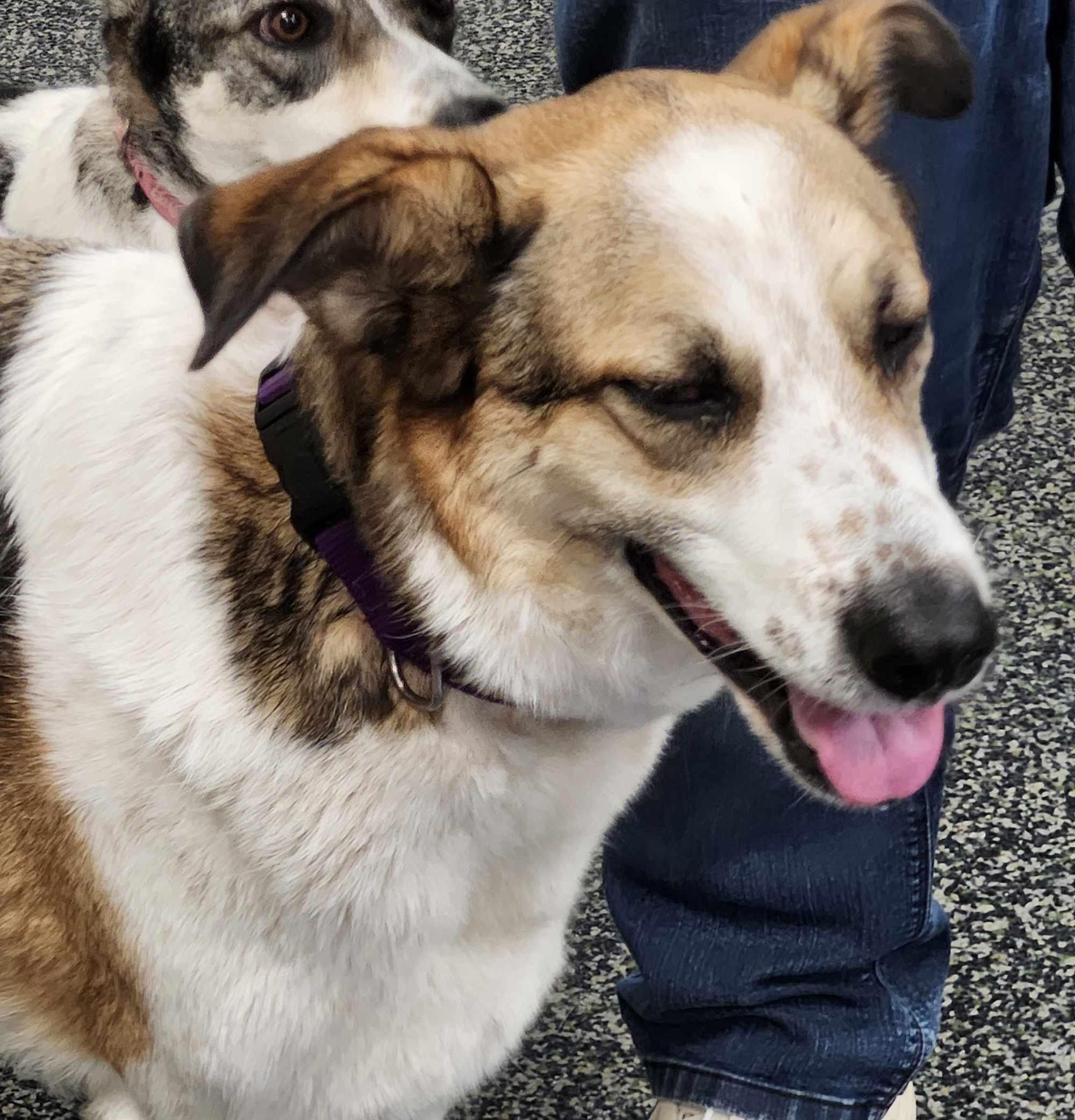 Enlarge Sky, a Adoptable mixed breed in Scarborough, ON image 5/5