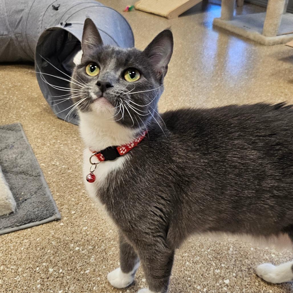 Enlarge Mason, a Adoptable Domestic Short Hair in Sonoma, CA image 1/3