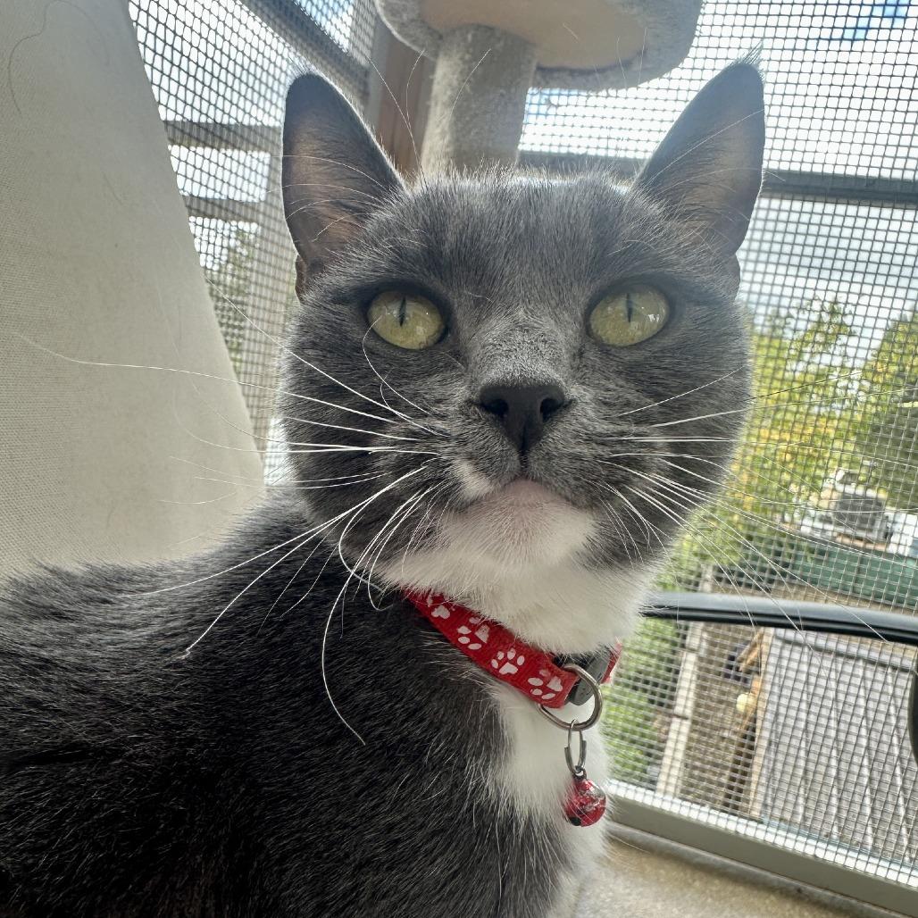 Enlarge Mason, a Adoptable Domestic Short Hair in Sonoma, CA image 2/3