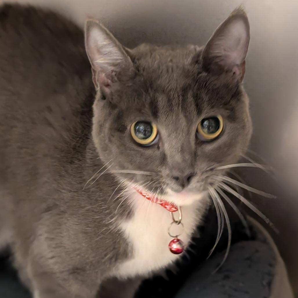 Enlarge Mason, a Adoptable Domestic Short Hair in Sonoma, CA image 3/3