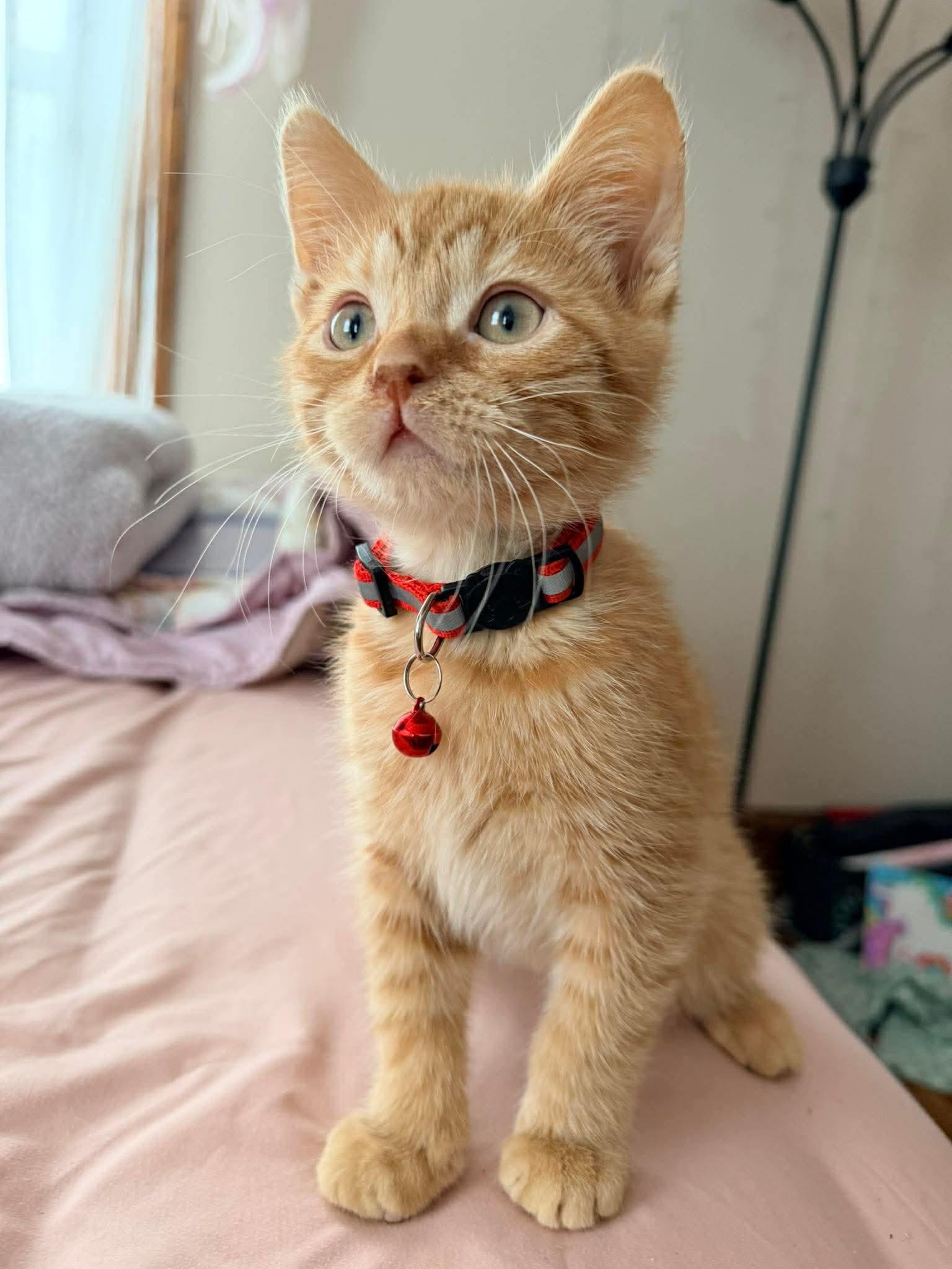 Enlarge Dorito, a ADOPTABLE Domestic Short Hair in Rochester , NY image 2/6