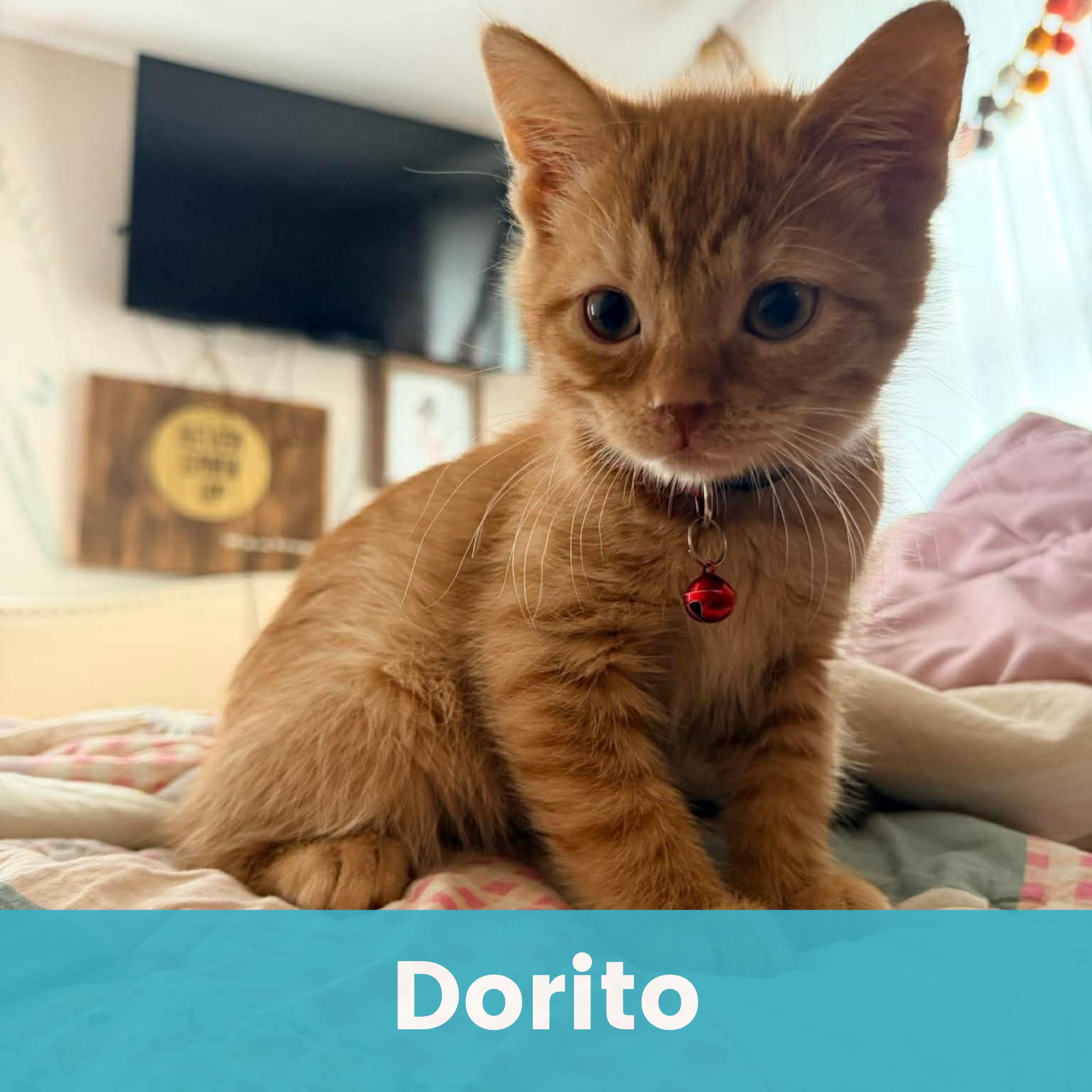 Dorito, ADOPTABLE, Kitten Male Domestic Short Hair.