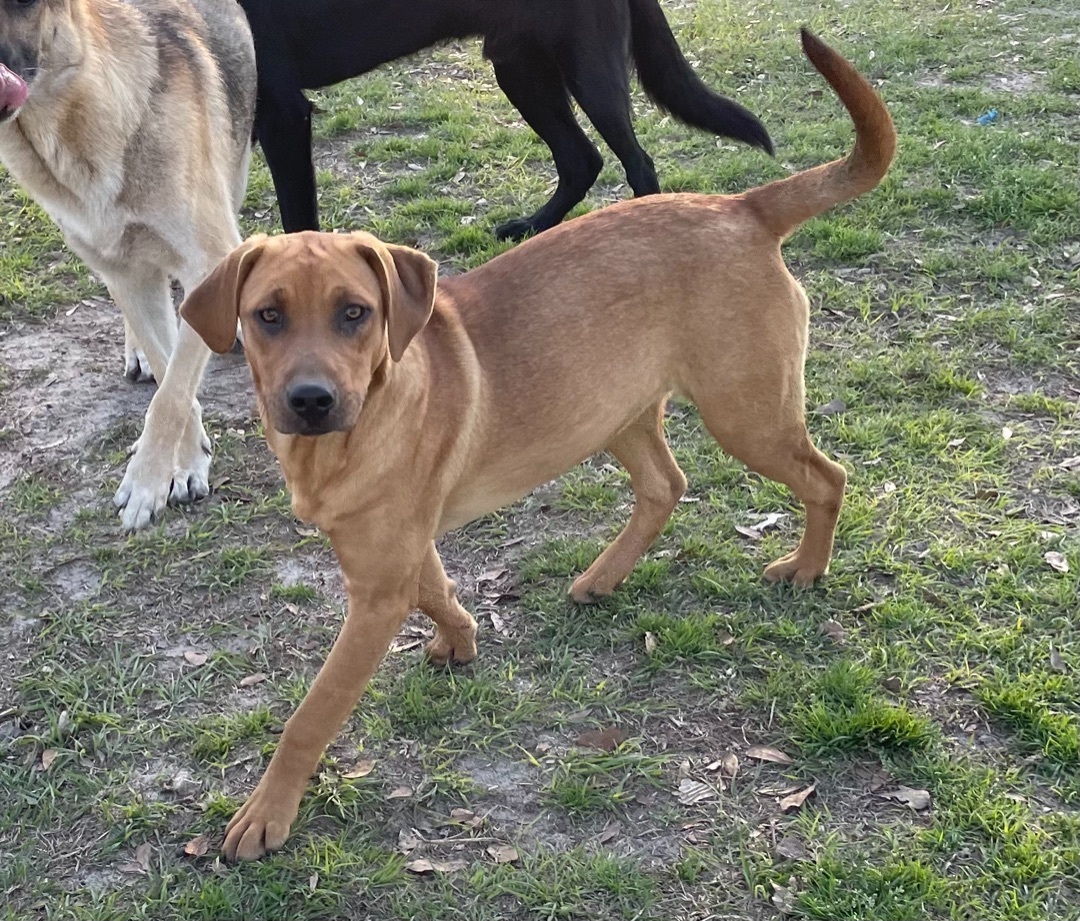 Brownie, Baby Female Labrador Retriever