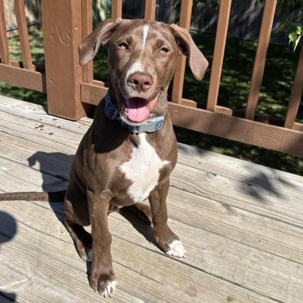 Tagi, Adoptable, Young Male Pit Bull Terrier & Mixed Breed.