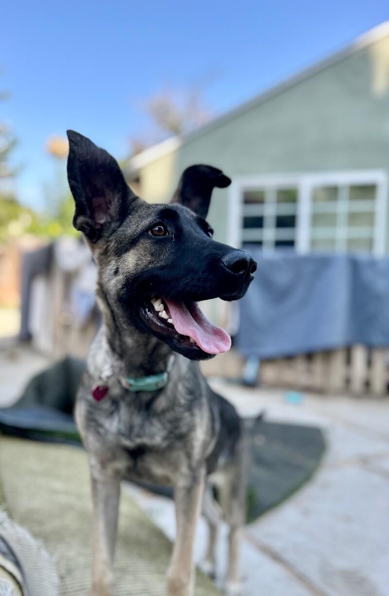 Anna, a Adoptable mixed breed in Van Nuys, CA image 1/6