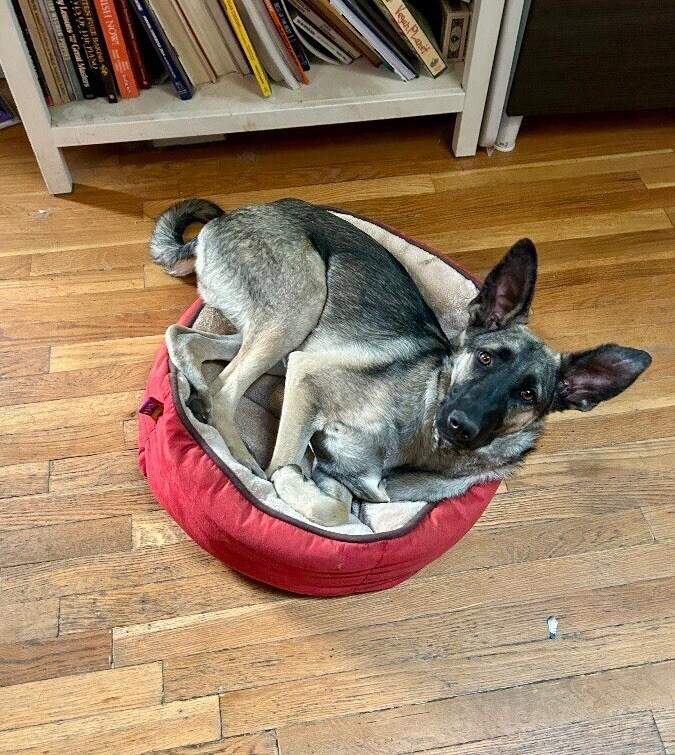 Enlarge Anna, a Adoptable mixed breed in Van Nuys, CA image 1/6