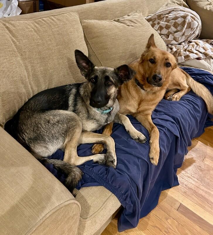 Anna, Adoptable, Young Female German Shepherd Dog & Mixed Breed.