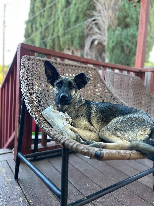 Enlarge Anna, a Adoptable mixed breed in Van Nuys, CA image 2/6