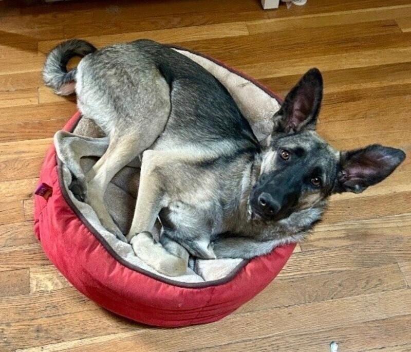 Enlarge Anna, a Adoptable mixed breed in Van Nuys, CA image 3/6