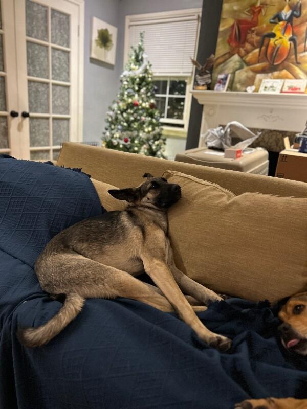 Enlarge Anna, a Adoptable mixed breed in Van Nuys, CA image 3/6