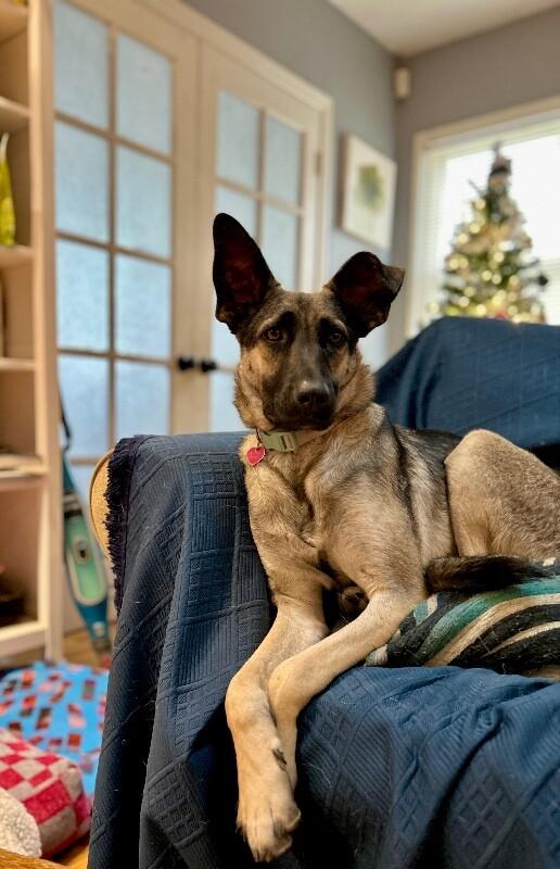 Enlarge Anna, a Adoptable mixed breed in Van Nuys, CA image 4/6