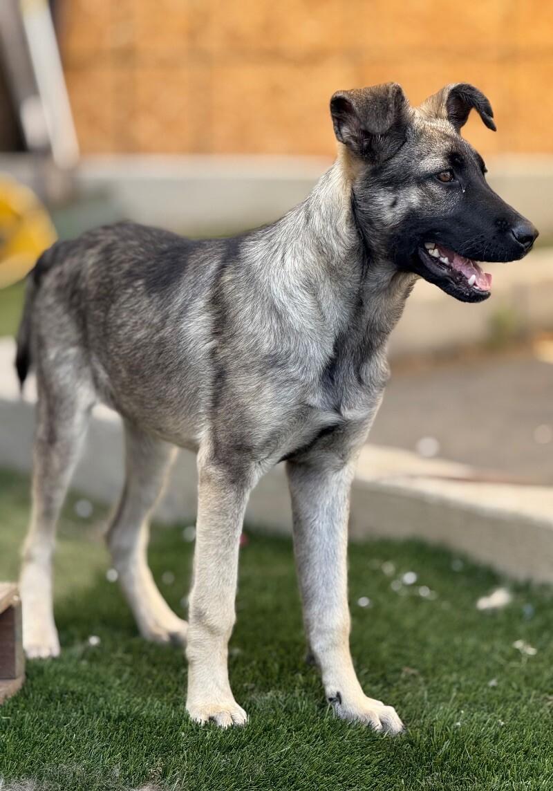 Anna, a Adoptable mixed breed in Van Nuys, CA image 2/6