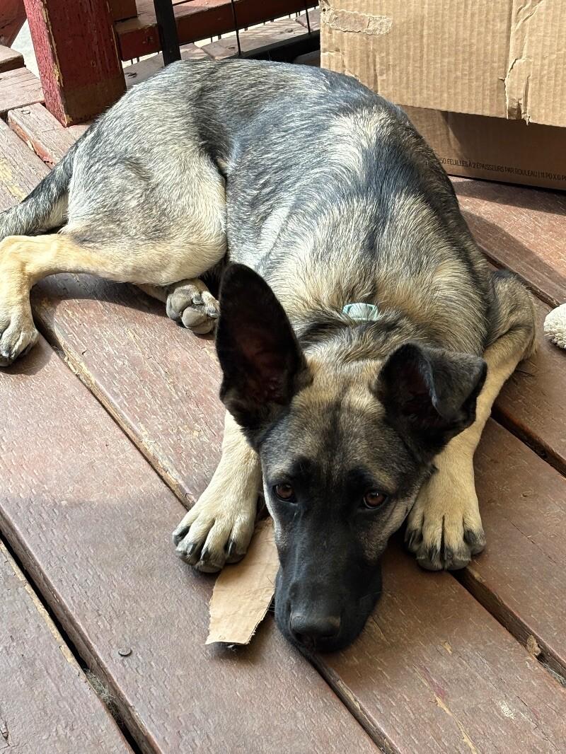 Anna, a Adoptable mixed breed in Van Nuys, CA image 3/6