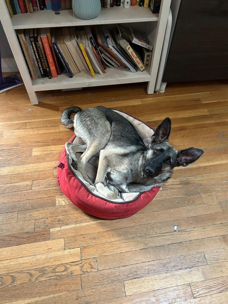 Anna, a Adoptable mixed breed in Van Nuys, CA image 4/6