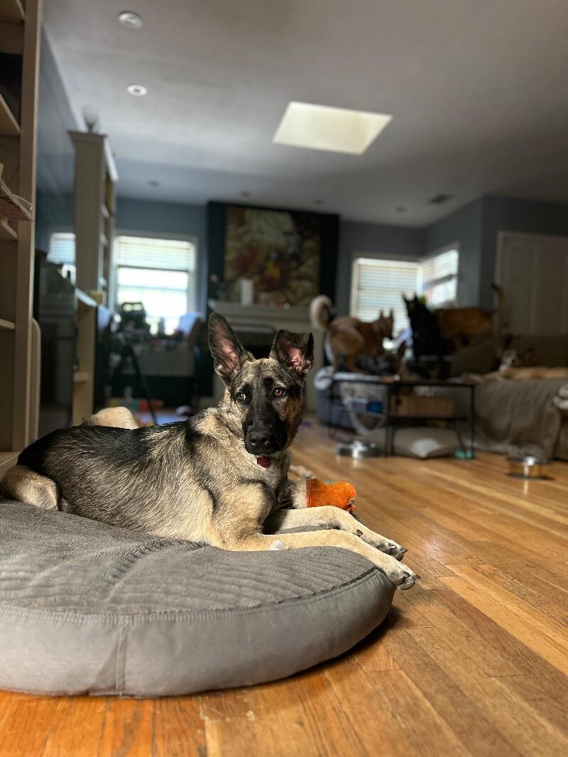 Anna, a Adoptable mixed breed in Van Nuys, CA image 5/6